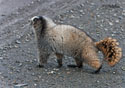 Marmota caligata